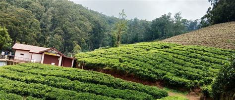 Tea garden , Ooty. stock photo. Image of field, plantation - 247453574