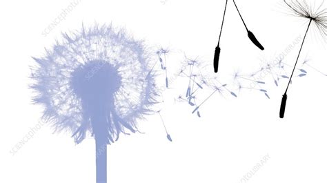 Dandelion seed dispersal (Taraxacum sp.) - Stock Image - C002/4113 ...