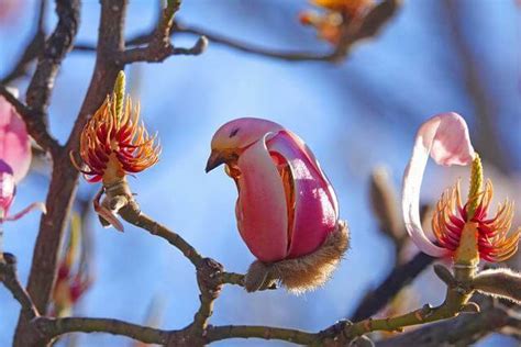 Unique Flowers With Look Like Birds in 2022 | Tree seeds, Magnolia trees, Unique flowers