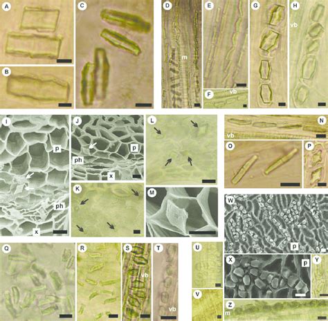 Prismatic calcium oxalate crystals in vegetative and reproductive ...