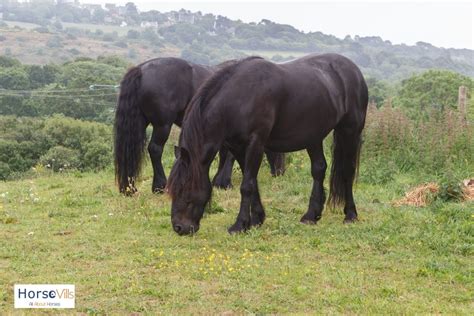 7 Graceful Black Horse Breeds You Need to See (W/ Pictures)