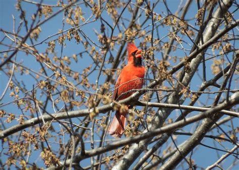 Red Male Cardinal Singing in a Tree Stock Photo - Image of mating, call: 178809812