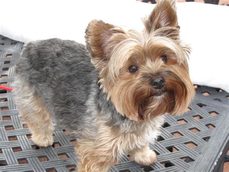 20 best Yorkie Poo Haircuts images by Susan on Pinterest | Yorkie poo ...