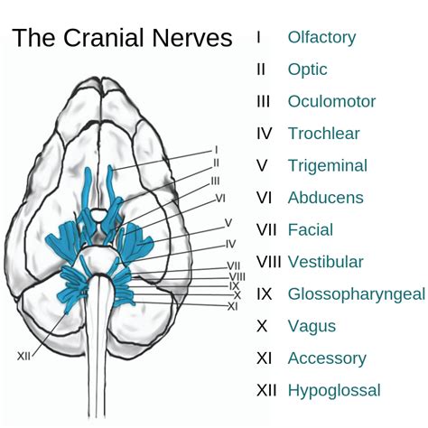 Understanding Cranial Nerve Testing