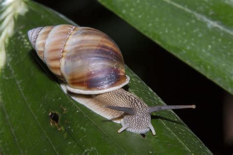 Class Gastropoda - Digital Atlas of Ancient Life