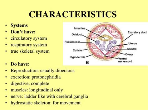 PPT - PSEUDOCOELOMATE PHYLA PowerPoint Presentation, free download - ID:1035317