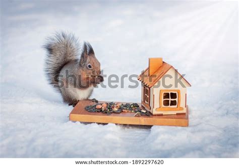 15,302 Squirrel Seed Images, Stock Photos & Vectors | Shutterstock