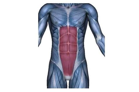 Músculo recto del abdomen (origen, inserción, inervación, acción)