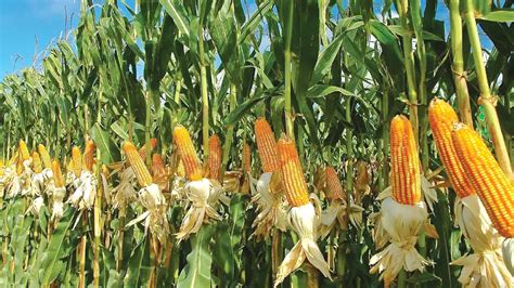 Efforts needed to spur maize farming | Benison Media