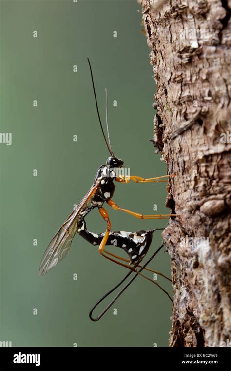 Wood boring wasp hi-res stock photography and images - Alamy