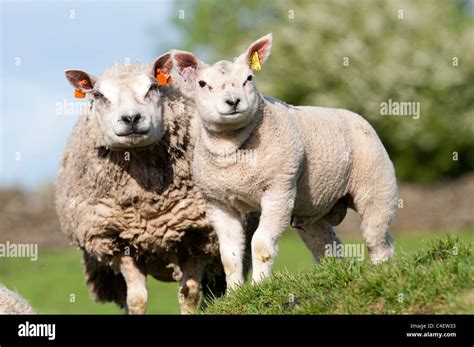 Beltex ewe with lamb Stock Photo - Alamy