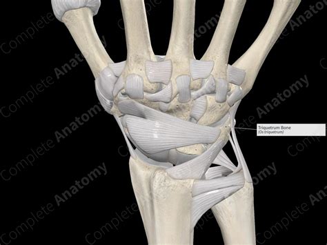 Triquetrum Bone | Complete Anatomy