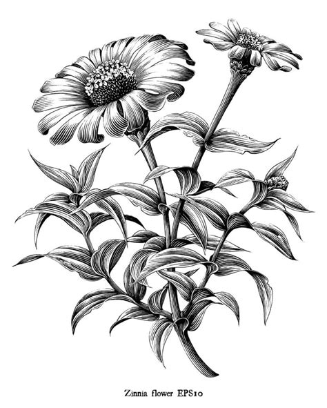 Zinnia flower botanical vintage illustration black and white art ...