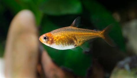 Ember Tetra: A Guide to Care, Breeding, Diet & Behavior - Fish Informer