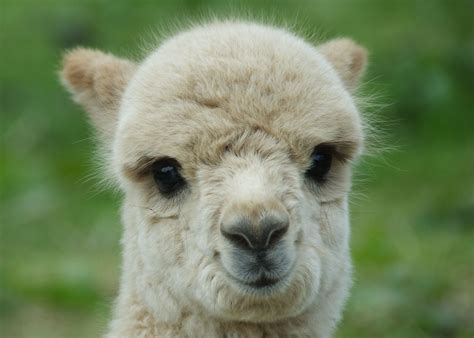 cute lama | Small and Cute | Pinterest | Http://www.jennisonbeautysupply.com/, Llamas and So