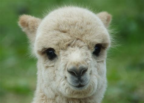 cute lama | Small and Cute | Pinterest | Baby llama, Animal and Creatures