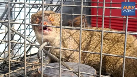 Mongoose captured on Kauaʻi at Nāwiliwili Harbor : Maui Now