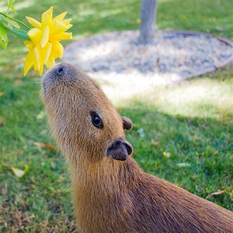 a capybara looking up at a yellow flower