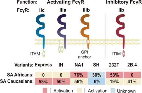 Figure 1.1 from FC gamma receptors: genetic variation and role in HIV-1 infection | Semantic Scholar