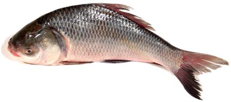 Catla Fish, 5 10 - 20 Kgs, Rs 120 /kg Fakih Foods | ID: 13729587633