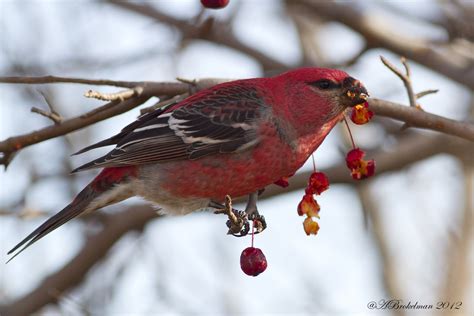 Ann Brokelman Photography: Pine Grosbeak up north - Nov 2012