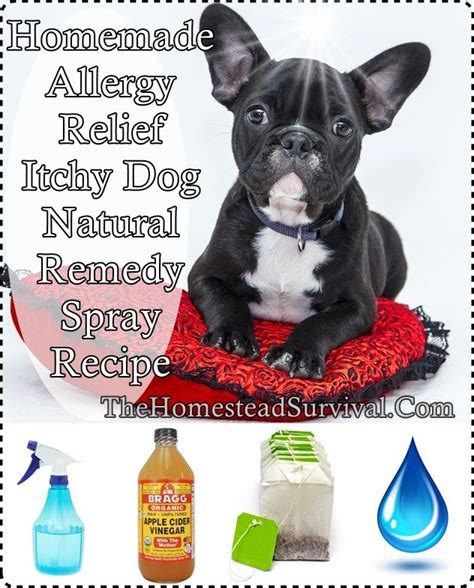 Homemade Allergy Relief Itchy Dog Natural Remedy Spray | The Homestead ...