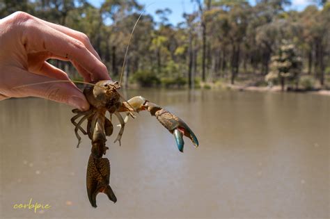 Common Australian Yabby; Cherax destructor