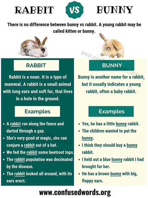 BUNNY vs RABBIT: Surprising Difference between Rabbit vs Bunny - Confused Words | Learn english ...