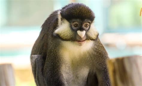 Schmidt's red-tailed monkey | Smithsonian's National Zoo and Conservation Biology Institute