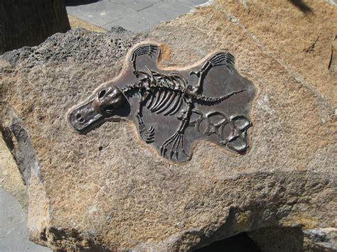 Platypus fossil | Xavier Warluzel | Flickr