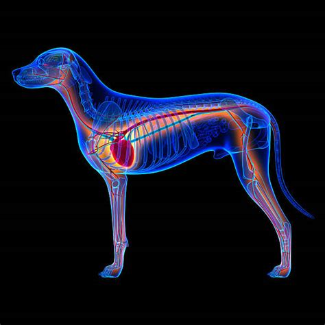 Best Dog Anatomy Stock Photos, Pictures & Royalty-Free Images - iStock