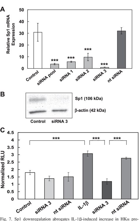 Figure 7 from The role of Sp1 in IL-1beta and H. pylori-mediated regulation of H,K-ATPase gene ...