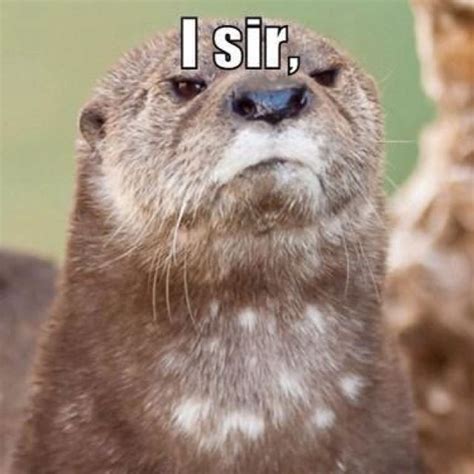 Pin on Quotes | Otters funny, Otters, Otter love