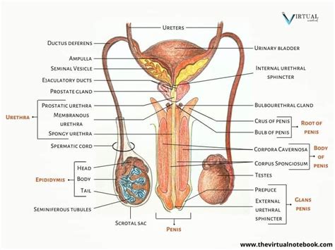 Male reproductive system: parts and their functions - The Virtual Notebook