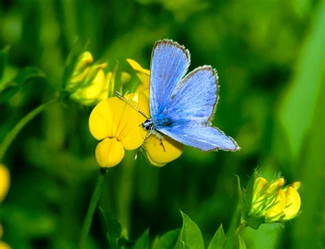 DNA evidence confirms: humans wiped out Xerces blue butterflies - Earth.com