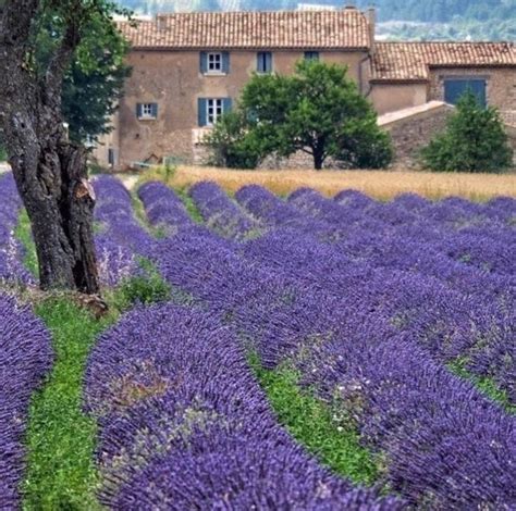 French Lavender Field in Front of a Charming Farmhouse