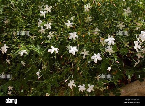 Jasminum grandiflorum in bloom Stock Photo - Alamy