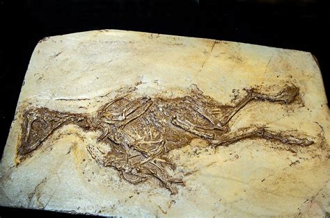 Fossil Bird Confuciusornis Sanctus Photograph by Millard H. Sharp ...