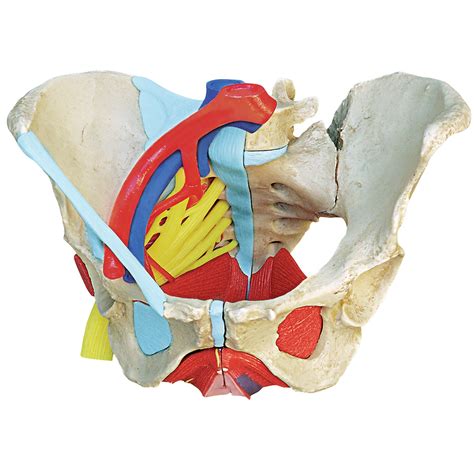 Female Human Muscles Diagram Female Pelvic Anatomy Female Pelvic | Images and Photos finder