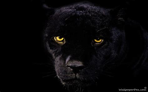 LOVE QUOTES: black panther wallpaper