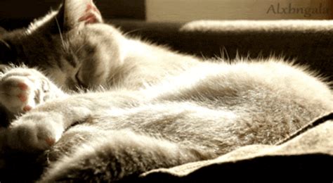 Cat Sleeping GIF - Find & Share on GIPHY