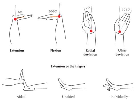 Human Anatomy Fundamentals: Flexibility and Joint Limitations | Envato ...