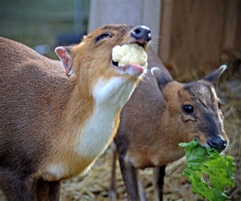 Reeve’s Muntjac