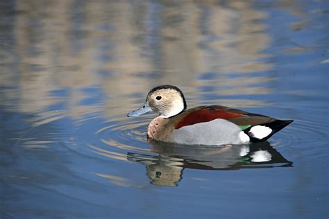 Duck Ringed Teal Free Stock Photo - Public Domain Pictures