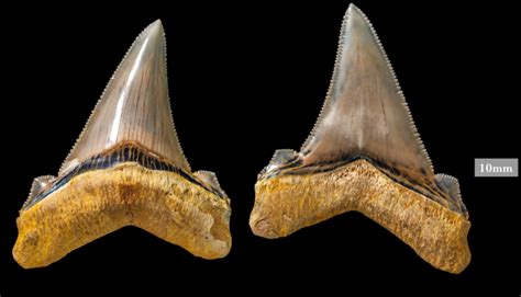 Teacher Finds Ferocious-Looking Prehistoric Shark Teeth From Megalodon Cousin on Beach