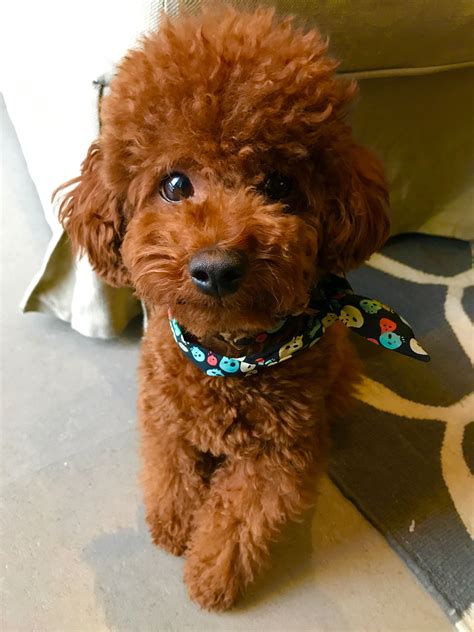 Meet Bubu 🐶 ️ | Toy poodle, Miniature poodle haircuts, Very cute puppies