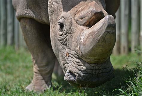 Northern White Rhinos Facing Extinction | Here & Now