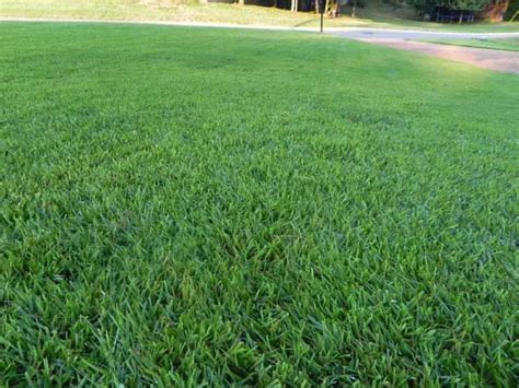 Compadre Zoysia establishment in Photos | Landscaping | Pinterest | Zoysia grass seed, Grass ...