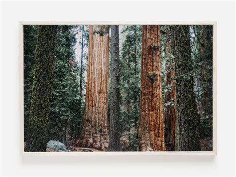 Redwood Forest Print Nature Photography California Redwood | Etsy