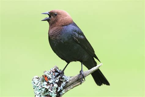 Brown-headed Cowbird Facts - CRITTERFACTS